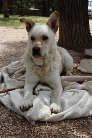 Rocky, cagnolone bianco, taglia media! - Foto 3