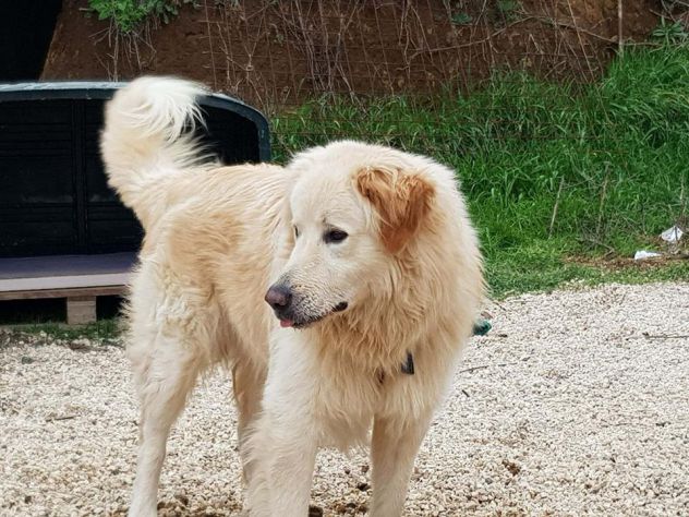 RICKY, cucciolone stupendo - Foto 4