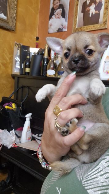 chihuahua toy - Foto 9