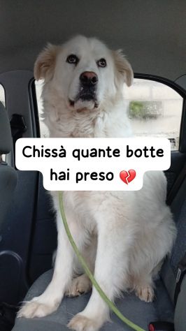 LUCE MAREMMANA 2 ANNI - Foto 3