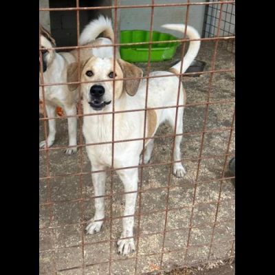 Carotino cucciolo in adozione - Foto 6