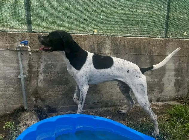 QUASAR POINTER AFFETTUOSO CANE IN ADOZIONE - Foto 4