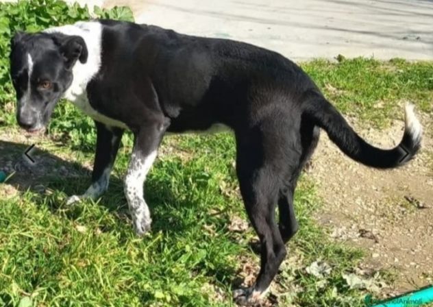 Giovane, dolce, tg media usata x Ie cucciolate,mollata, in canile.PUGLIA - Foto 6