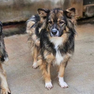 Yuki meraviglioso cagnolino in adozione - Foto 3