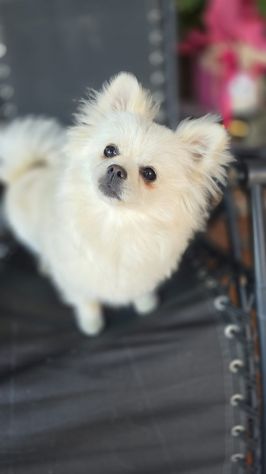 Volpino di pomerania/chihuahua femmina - Foto 2