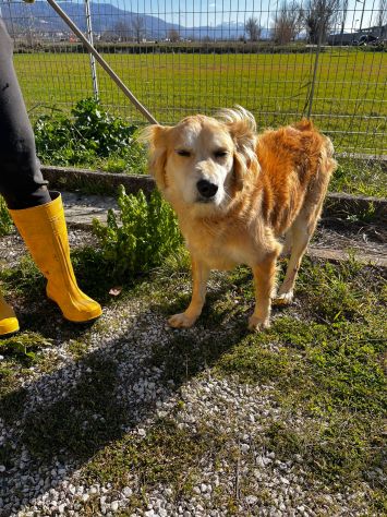 Salvo, cagnolino che implora carezze - Foto 6