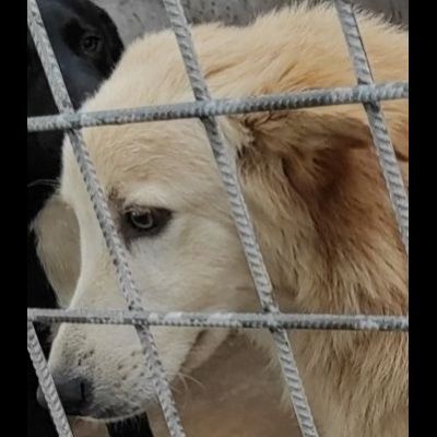 DUCCIO GIOVANE CAGNOLINO IN ADOZIONE - Foto 2