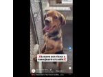 LENNON UNA DOLCEZZA DA SALVARE CANE IN ADOZIONE