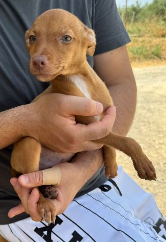 PINSCHER INCROCIO: 2 MESI E MEZZO, CERCANO UNA FAMIGLIA PER SEMPRE! - Foto 3