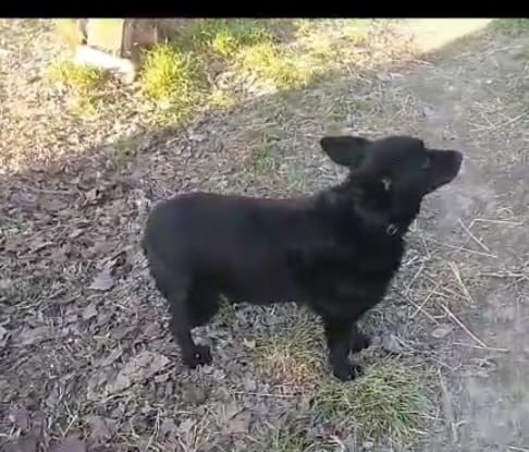 6anni kg 7 sfortunato nero senza coda aspetta casa prov ALESSANDRIA - Foto 6