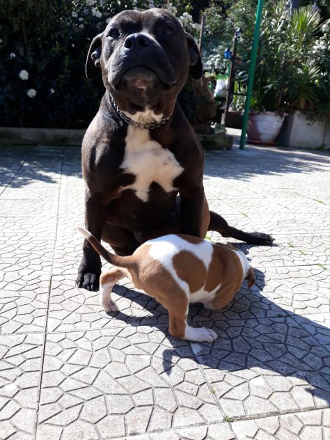 ALLEVAMENTO E CUCCIOLI AMSTAFF IN BASILICATA - Foto 2