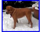MIX LABRADOR ROTTWEILER DOLCISSIMA CERCA CASA