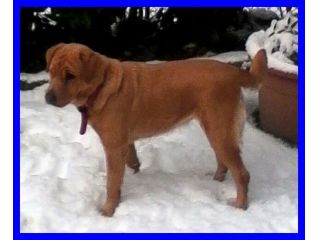 MIX LABRADOR ROTTWEILER DOLCISSIMA CERCA CASA