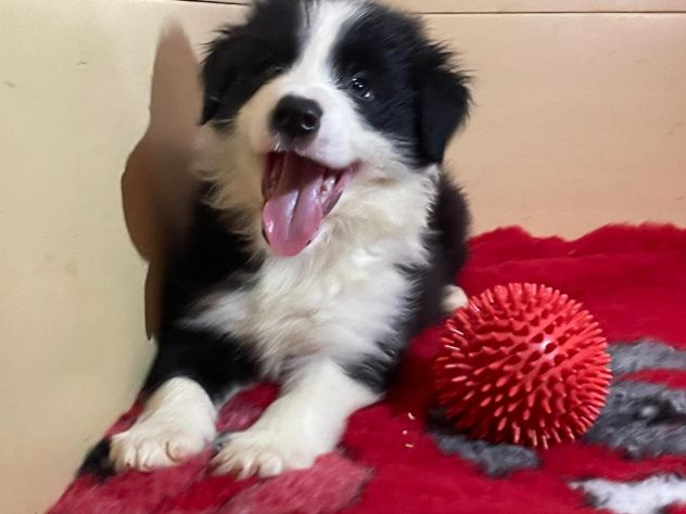 Cuccioli di Border Collie di alta genealogia