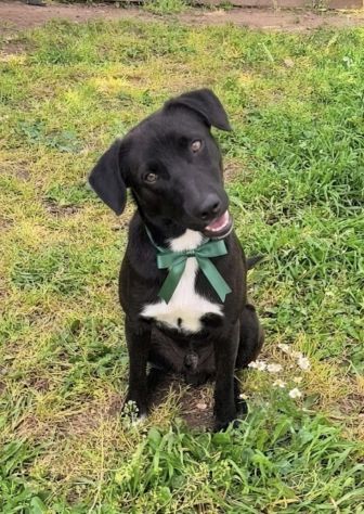 FINN cagnolino in adozione tg. medio piccola cerca una famiglia apri il suo box - Foto 5