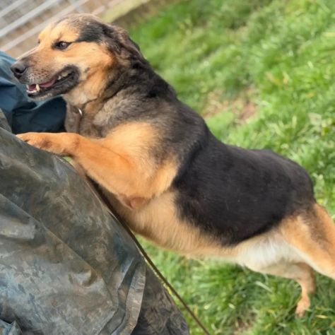 NICOLETTA CERCA SALVEZZA CANE IN ADOZIONE - Foto 6