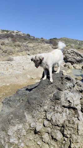 CERCHIAMO CASA PER DUE CUCCIOLONE - Foto 2