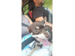 Vendo chihuahua