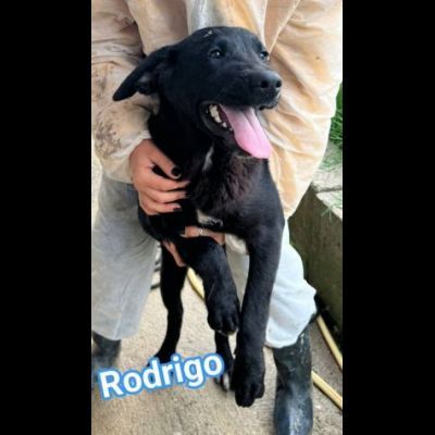 RODRIGO E ABBONDIO CUCCIOLI IN ADOZIONE - Foto 2