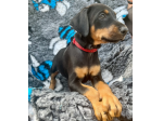 Cuccioli di Dobermann in vendita
