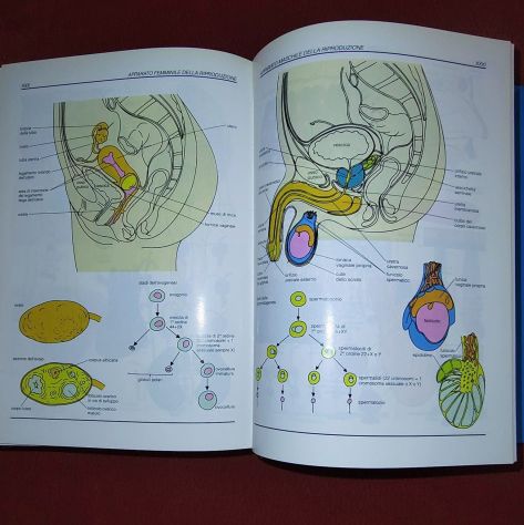 Enciclopedia della Medicina , De Agostini. - Foto 7
