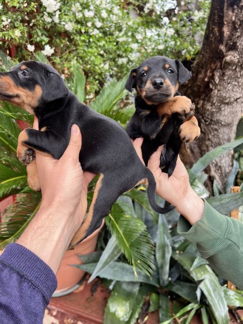 Cuccioli di Pinscher Tedesco - Foto 4