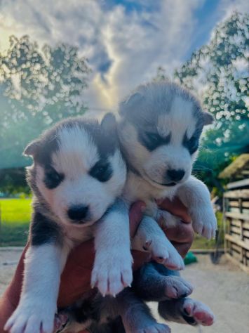 Cuccioli di siberian husky - Foto 2