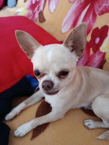 Splendido maschietto di chihuahua - Foto 2