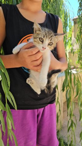 Bobby: maschietto 5 mesi