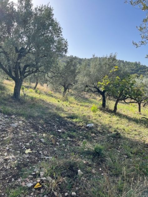 Giungano, Due Lotti Di Terreno Con Progetto Approvato