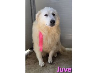 JUVE