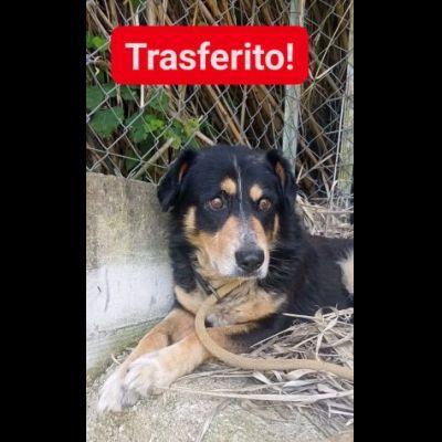 UN'OCCASIONE ANCHE PER GATSBY CAGNOLINO IN ADOZIONE