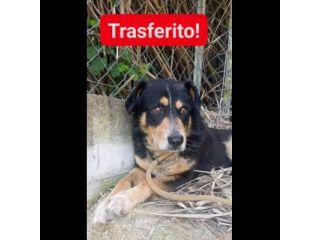 UN'OCCASIONE ANCHE PER GATSBY  CAGNOLINO IN ADOZIONE
