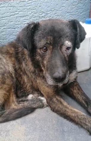 EMERGENZA X 1CANE MALTRATTATO X STRADA.. - Foto 4