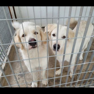SOLE E LUNA MERAVIGLIOSE E DOLCISSIME, CANE IN ADOZIONE/ ADOZIONE DI COPPIA - Foto 3