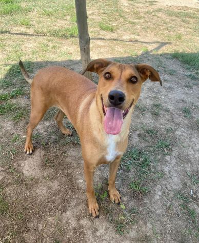 DOROTY ALLEGRA E SOCIEVOLE CAGNOLINA IN ADOZIONE - Foto 9