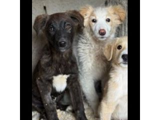 TIGROTTO ADORABILE CUCCIOLO IN ADOZIONE