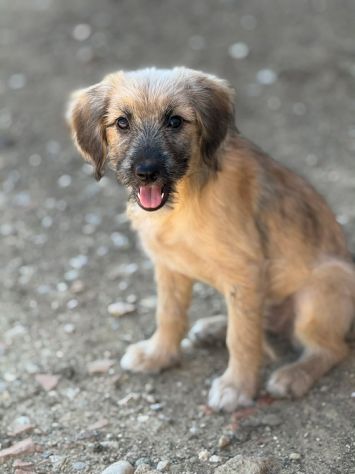 MARLENE, cucciola timidina cerca posto sicuro. TG PICCOLA - Foto 3