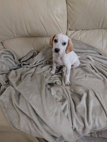 Romeo cucciolo - Foto 5