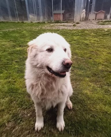 Artù Maremmano 8anni finito in canile anni fa,dolcissimo MARCHE - Foto 3