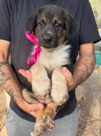 Regalo cuccioli - Foto 2
