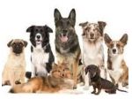DOG SITTER