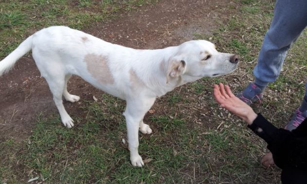 EIDEN, bellissimo e affettuoso cucciolotto - Foto 4