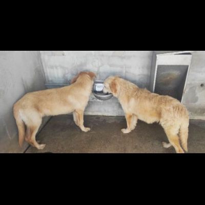 DUCCIO GIOVANE CAGNOLINO IN ADOZIONE - Foto 3
