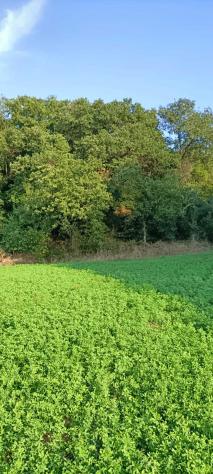 Agricolo in Via Nazareno Strampelli - Foto 3