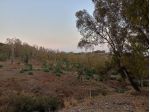 Vendita terreno agricolo Bruzzano Zeffirio - Reggio Calabria