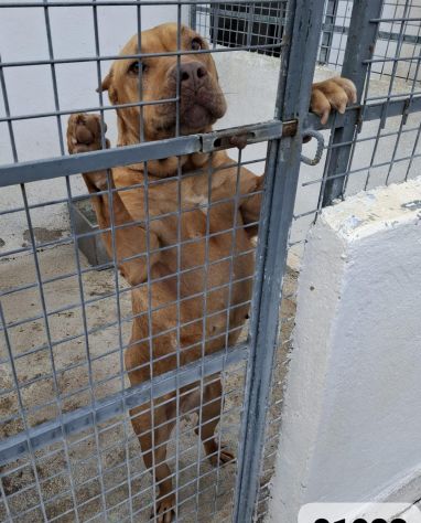 ARIA PITBULL 10 ANNI IN CANILE DA TROPPI ANNI - Foto 3