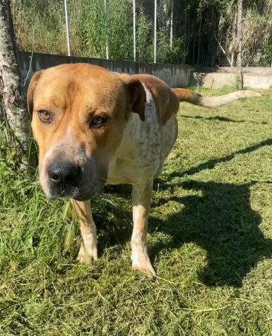 CASPER ALLERGRO E SOCIEVOLE; CANE IN ADOZIONE - Foto 2