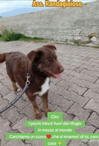 3anni marrone/fulvo occhi ambra POSSIBILE INVISIBILE? SUD - Foto 3