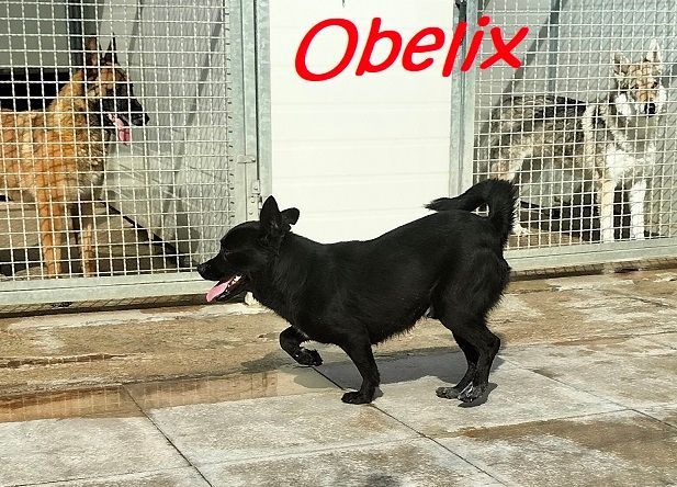 OBELIX 3anni cagnolino affettuoso ed allegro!tg piccola - Foto 7